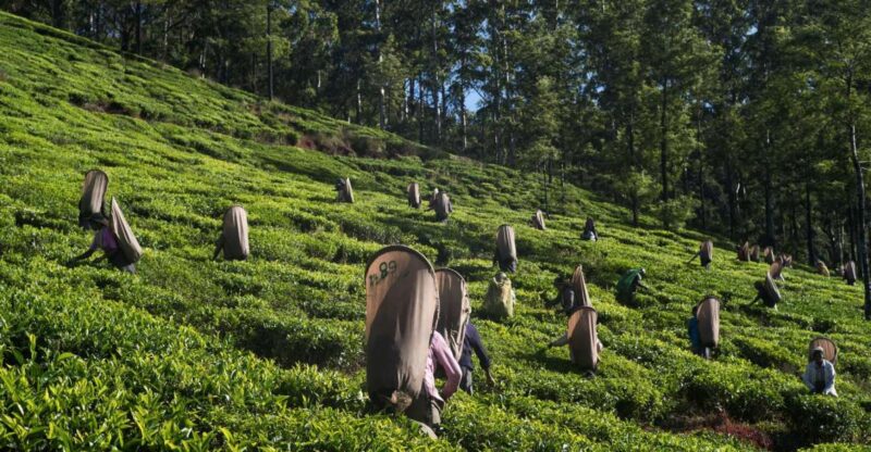 Nuwara Eliya: All-Inclusive Private Sightseeing Day Tour - Inclusions