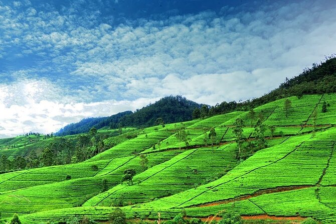 Nuwara Eliya Day Tours With Sri Lanka Friendly Driver - Good To Know