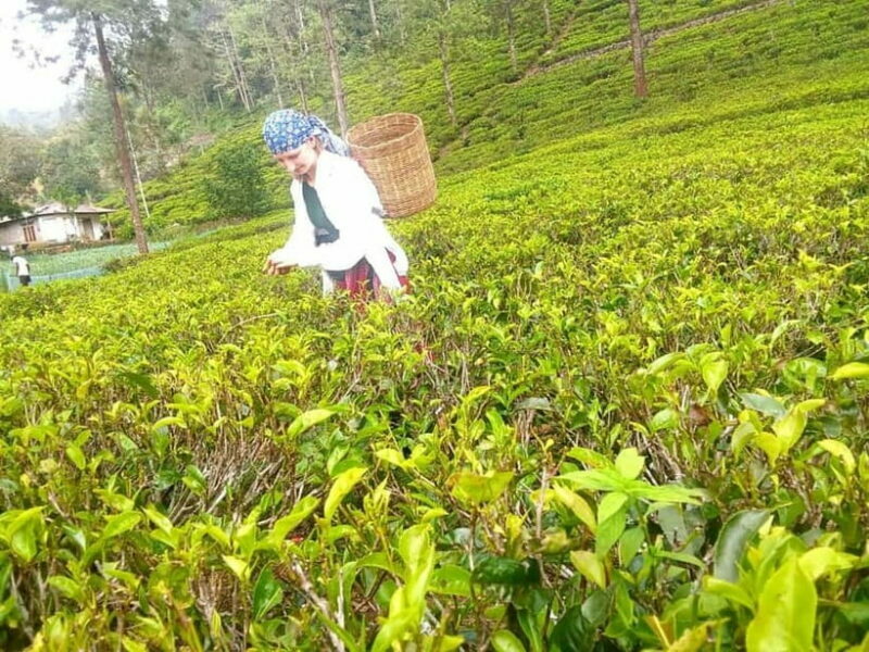 Nuwara Eliya Full day: 5Waterfalls, 2Tea Test & pick by TUK - Who Should Consider This Tour?