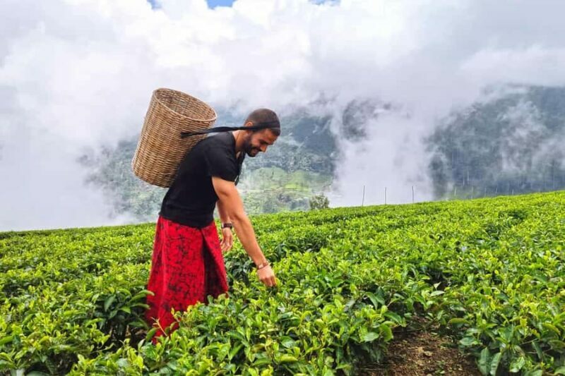 Nuwara Eliya Private Tuk-Tuk Tour | Tea factory & Waterfall - Key Points