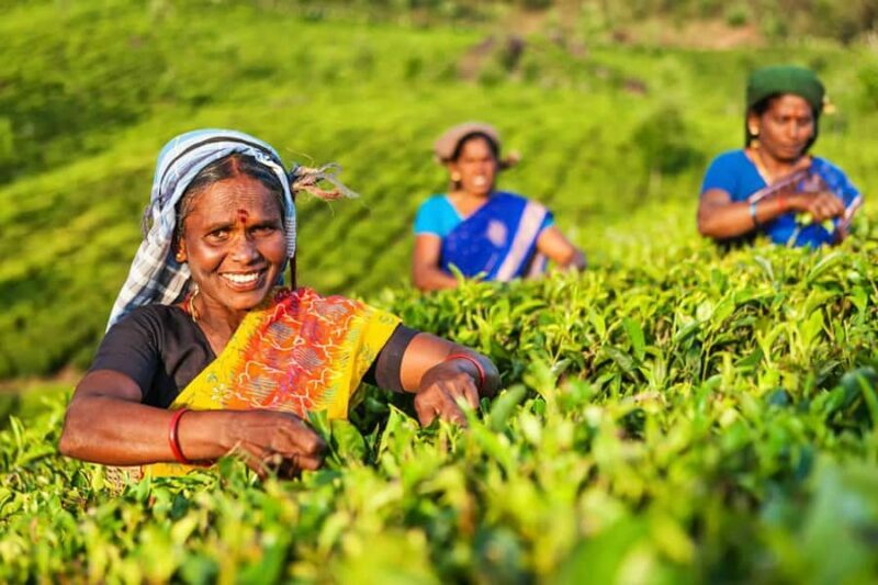 Nuwara Eliya Private Tuk-Tuk Tour | Tea factory & Waterfall - The Sum Up