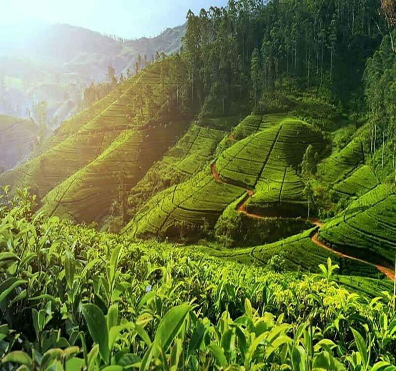 Nuwara Eliya: Tea Factory and Pickle Waterfalls Tuk Tuk Tour - An Honest Look at the Tour Experience
