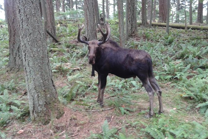 NW Trek - See Wild Animals in Natural Habitat - Key Points