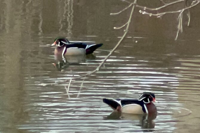 NYC Beginner Private Birdwatching Tour - Tour Inclusions and Benefits