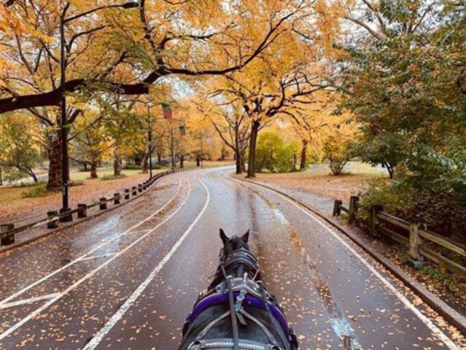 NYC: Central Park Horse-Drawn Carriage Ride (up to 4 Adults) - Customer Feedback and Insights