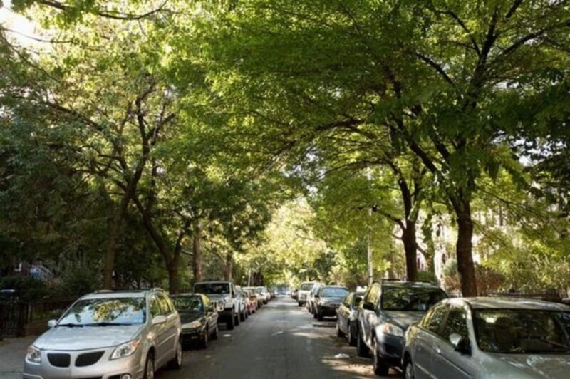 NYC: Soho, Little Italy and Chinatown Private Walking Tour - Vibrant Energy of Chinatown