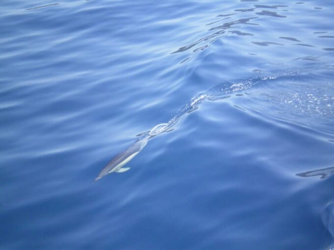 NYDRI: Wooden Boat Cruise to Meganisi & Scorpio - Lefkada - Recap