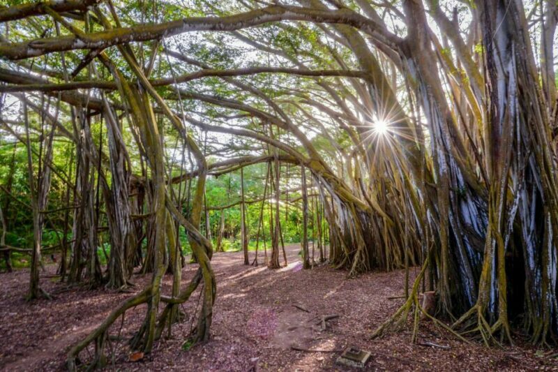 Oahu: 10-Hour Sunrise & Island Tour Perfect First Day - Practical Details