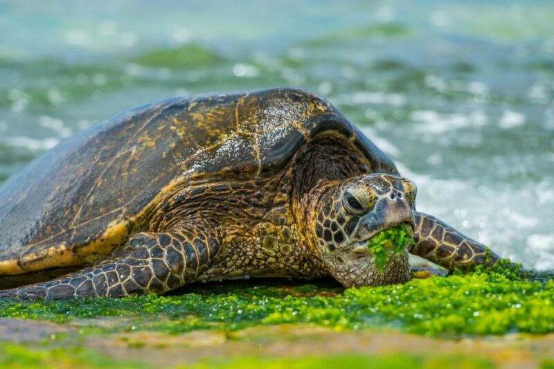 Oahu: 10-Hour Sunrise & Island Tour Perfect First Day - The Sum Up
