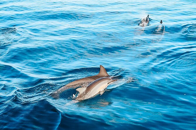 Oahu: 3 Hour Dolphin Swim and Snorkeling Speedboat Tour - Choosing Your Adventure