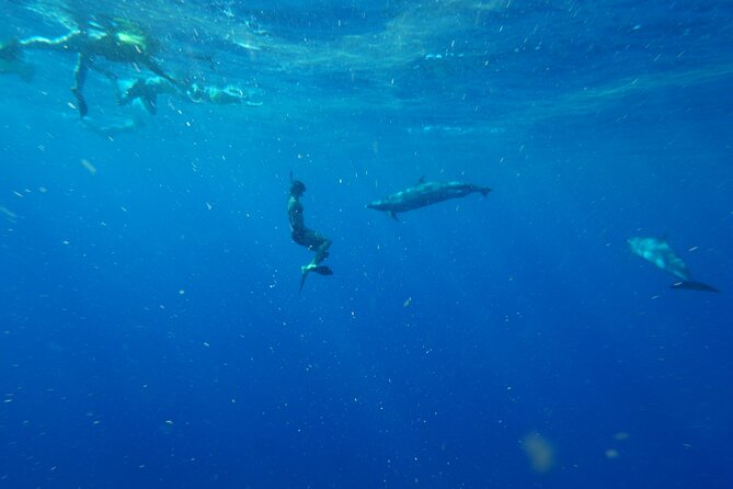 Oahu: 3 Hour Dolphin Swim and Snorkeling Speedboat Tour - Capturing Memories