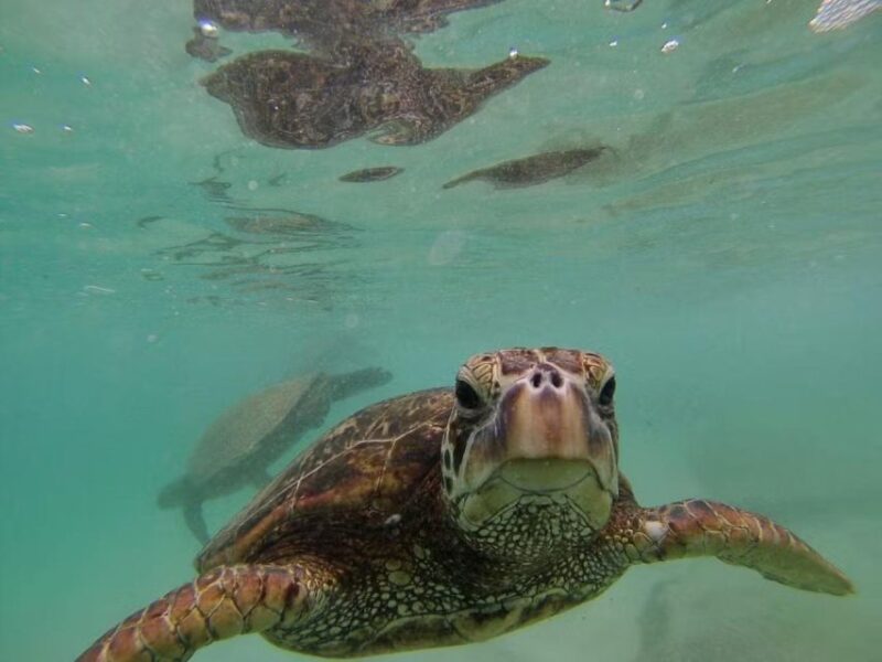 O'ahu: Custom Private Island Tour of Oahu - Tour Highlights and Experience