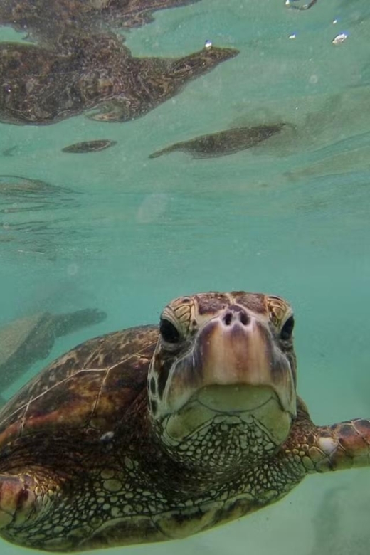 O'ahu: Custom Private Island Tour of Oahu - Inclusions and Amenities
