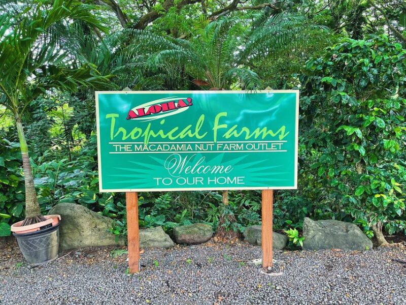 Oahu: Diamond Head Crater Hike and North Shore Experience - Customer Feedback and Ratings