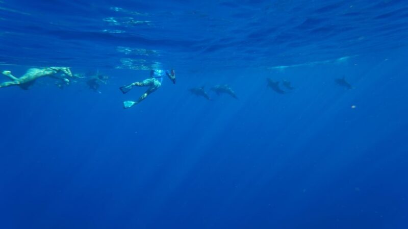 Oahu: Dolphin Swim and Snorkeling Speedboat Tour - Key Points