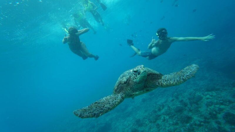 Oahu: Dolphin Swim and Snorkeling Speedboat Tour - Experience and Itinerary