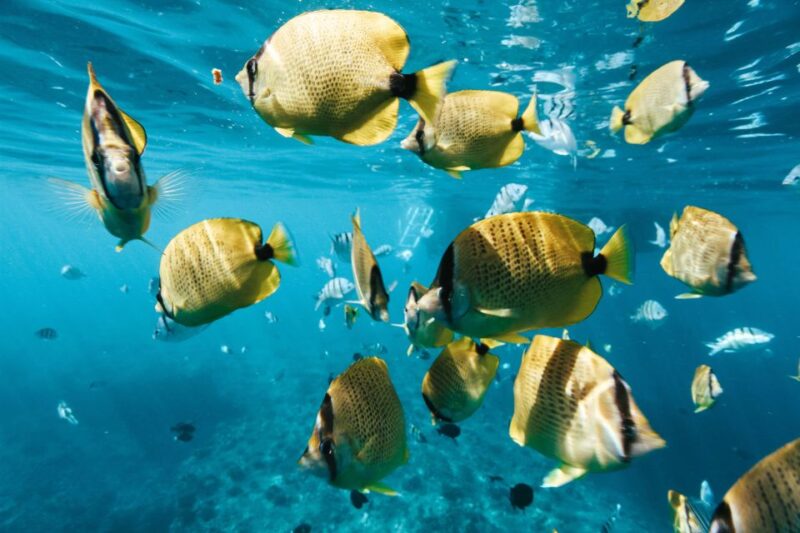 Oahu: Dolphin Swim and Snorkeling Speedboat Tour - Pickup and Locations