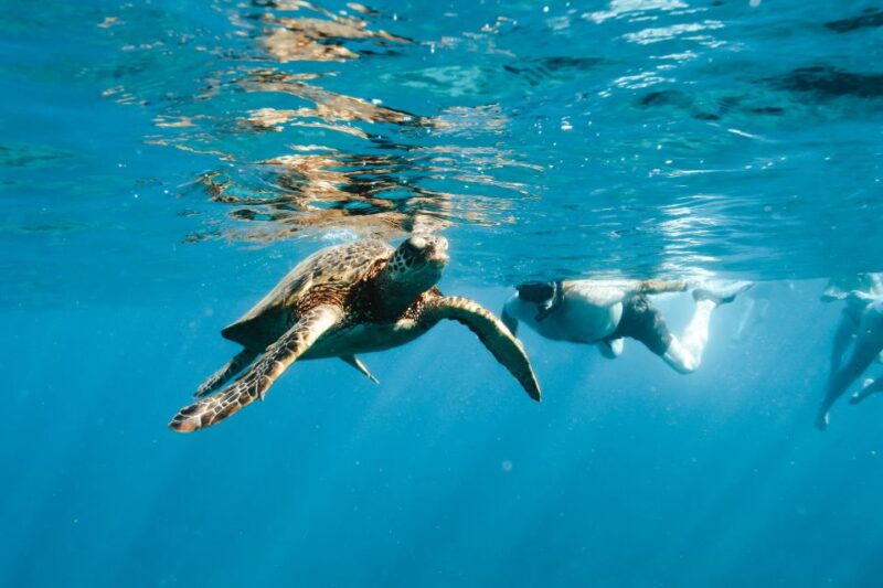 Oahu: Dolphin Swim and Snorkeling Speedboat Tour - Inclusions and Equipment