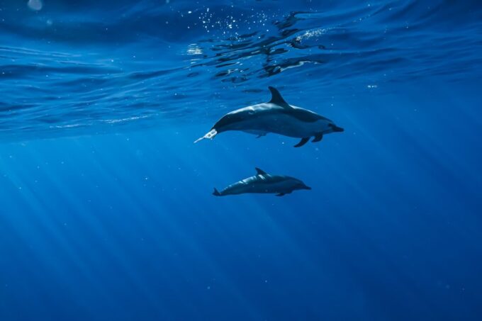 Oahu: Dolphin Swim and Snorkeling Speedboat Tour - Participant Requirements