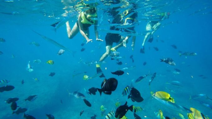 Oahu: Dolphin Swim and Snorkeling Speedboat Tour - What to Bring