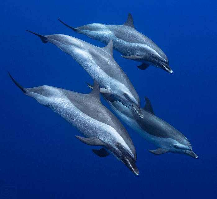 Oahu: Dolphin Swim and Turtle Snorkel Excursion in Waianae - Pricing and Inclusions