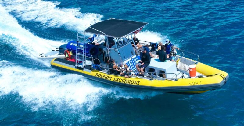 Oahu: Dolphin Swim and Turtle Snorkel Excursion in Waianae - Highlights and Experiences