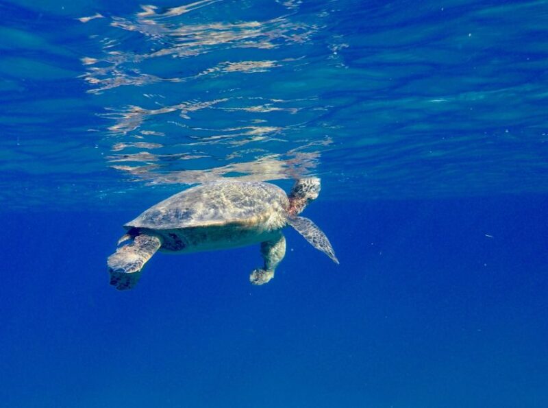 Oahu: Dolphin Swim and Turtle Snorkel Excursion in Waianae - Marine Life Encounters