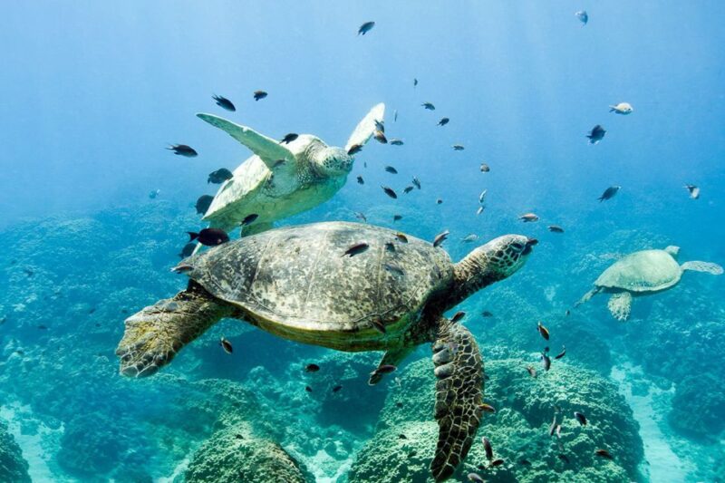 Oahu: Dolphin Swim and Turtle Snorkel Excursion in Waianae - Transportation and Logistics