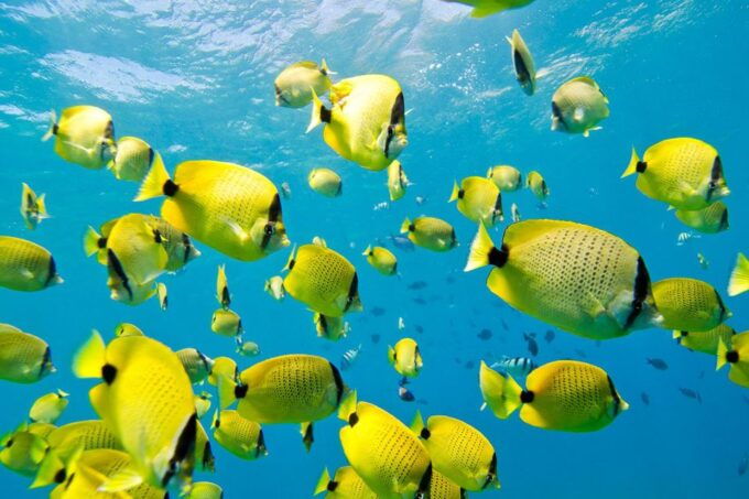 Oahu: Dolphin Swim and Turtle Snorkel Excursion in Waianae - Gear and Equipment