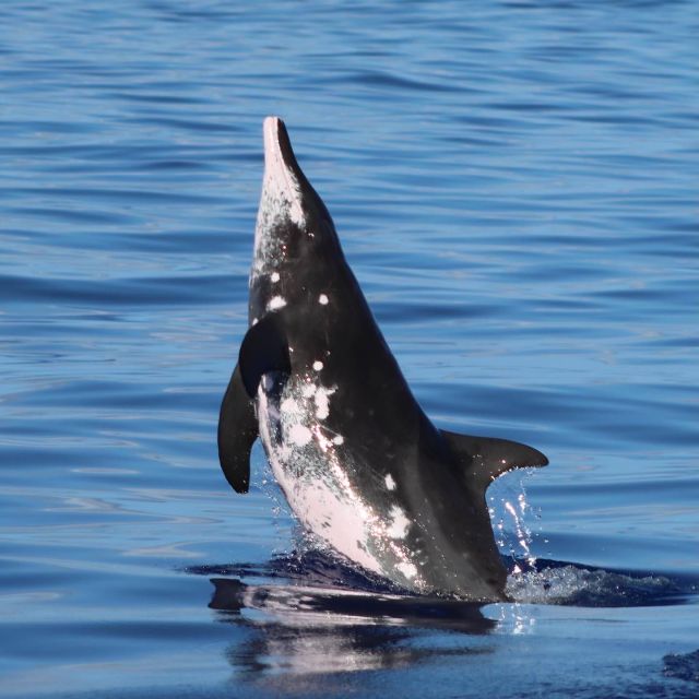 Oahu: Dolphin Swim and Turtle Snorkel Excursion in Waianae - Important Considerations