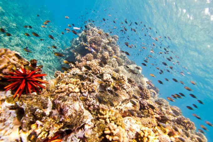 Oahu: Dolphin Swim and Turtle Snorkel Excursion in Waianae - Frequently Asked Questions