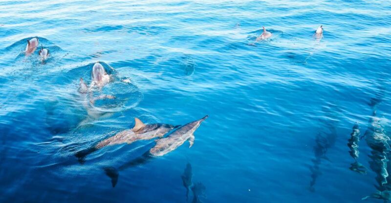 Oahu: Dolphin Watch, Turtle Snorkel, Waterslide Activities, - Experience Highlights