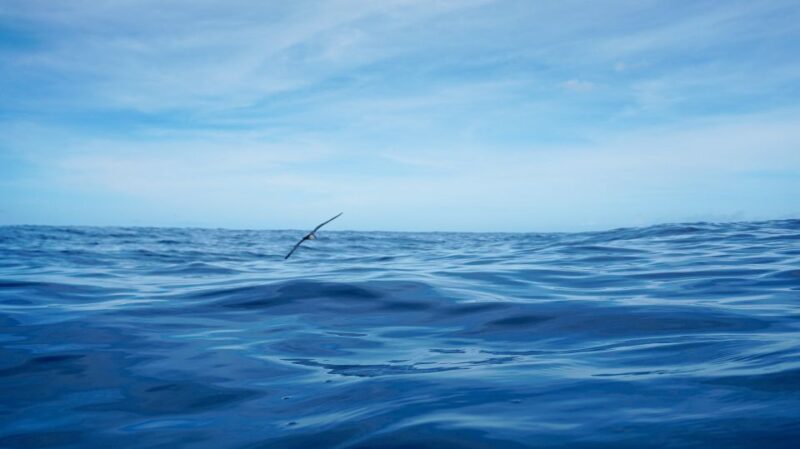 Oahu: Dolphin Watch, Turtle Snorkel, Waterslide Activities, - Boat Features