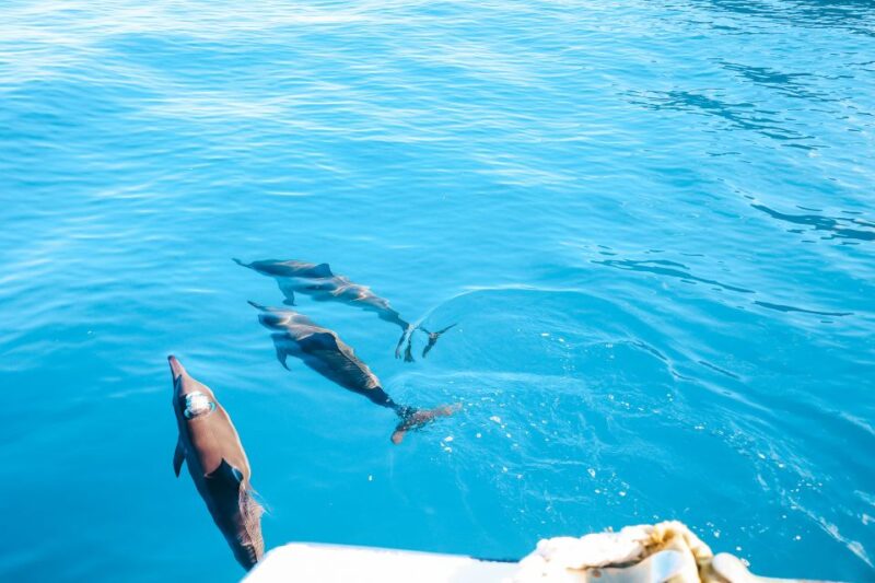 Oahu: Dolphin Watch, Turtle Snorkel, Waterslide Activities, - What to Bring