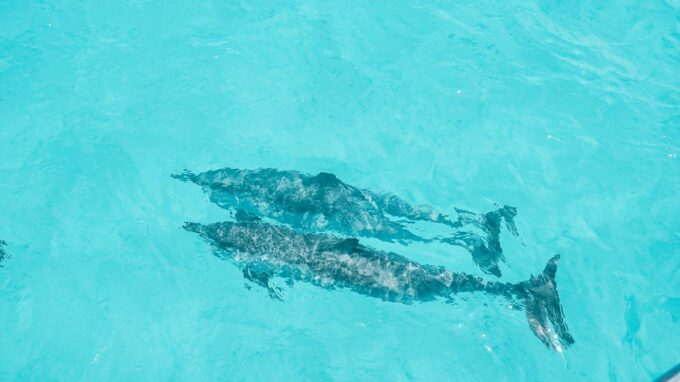 Oahu: Dolphin Watch, Turtle Snorkel, Waterslide Activities, - Free Cancellation Policy