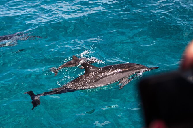 Oahu Dolphin Watch With Turtle Snorkel & Water Slide - Included Activities