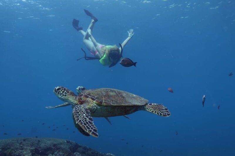 Oahu: Dolphin Watching & Turtle Snorkeling With Waterslide - Onboard Activities and Experiences