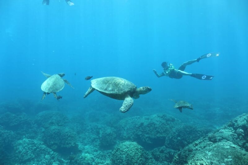 Oahu: Dolphin Watching & Turtle Snorkeling With Waterslide - Cultural Elements and Performances