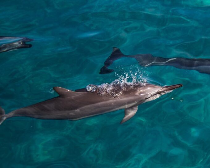 Oahu: Dolphin Watching & Turtle Snorkeling With Waterslide - Sustainability and Eco-tourism Commitment