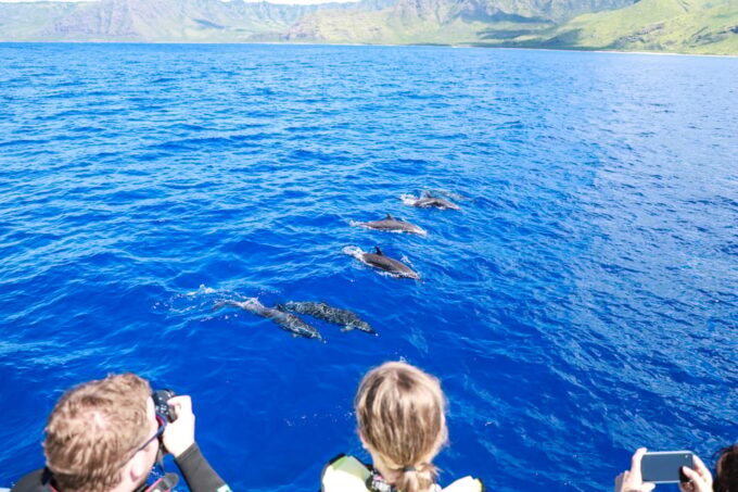Oahu: Dolphin Watching & Turtle Snorkeling With Waterslide - Participant Requirements and Important Notes