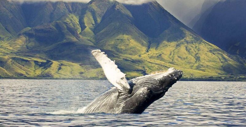 Oahu: Eco-Friendly West Coast Whale Watching Cruise - Experience Highlights