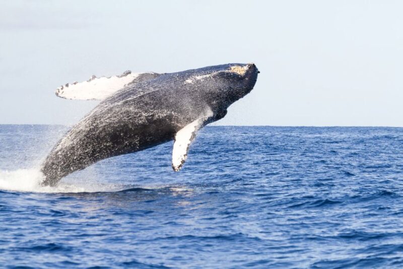 Oahu: Eco-Friendly West Coast Whale Watching Cruise - Cruise Details