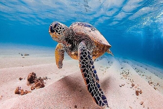 Oahu Grand Circle Island Experience From Waikiki - Pricing and Cancellation Policy