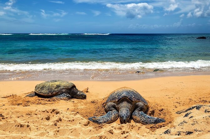 OAHU GRAND CIRCLE Waimea Waterfall, Turtle Beach, North Shore. - Highlights of the Tour