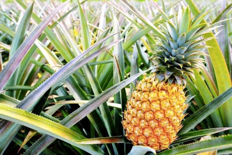 Oahu: Guided Tour of North Shore and Waimea Botanical Garden - Inclusions