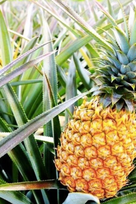 Oahu: Guided Tour of North Shore and Waimea Botanical Garden - Frequently Asked Questions
