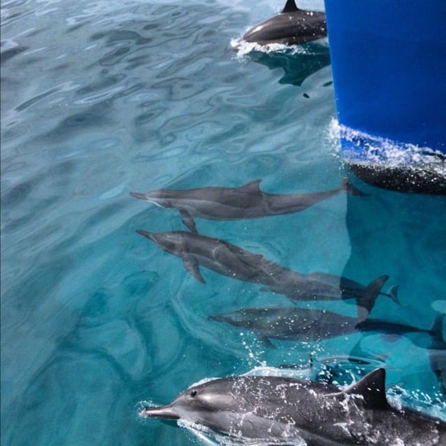 Oahu Hawaii: Honolulu Sailing Tour - Experience Highlights