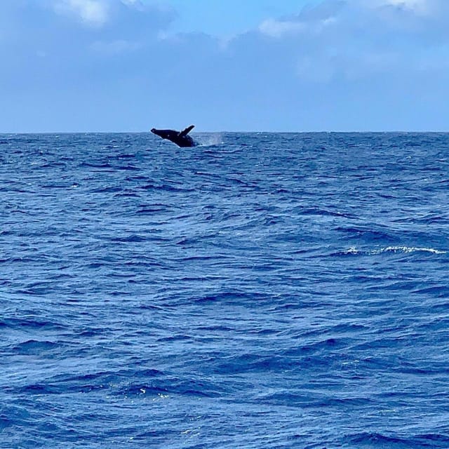 Oahu Hawaii: Honolulu Sailing Tour - Customer Feedback