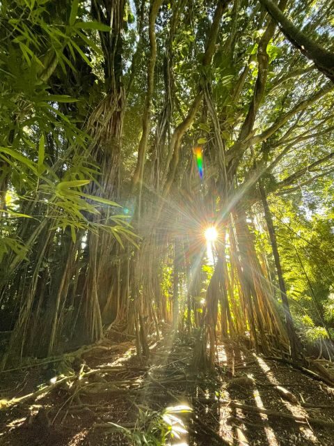 Oahu: Hidden Hawaii Waterfall Hike and Beach Tour - Why You Should Consider This Tour
