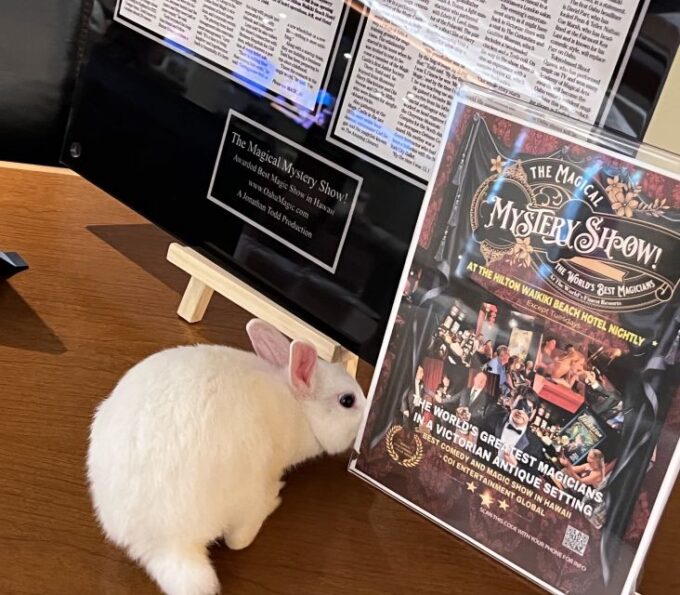 Oahu: Hilton Waikiki Beach Hotel Magical Mystery Show - Supporting Local Charity